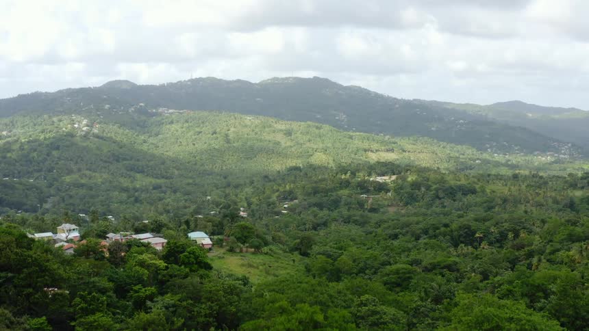 An aerial view of a forest is displayed