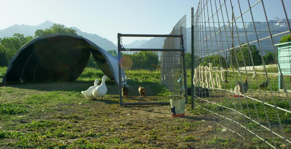 Hens and ducks in a small farm in the plains near the mountains