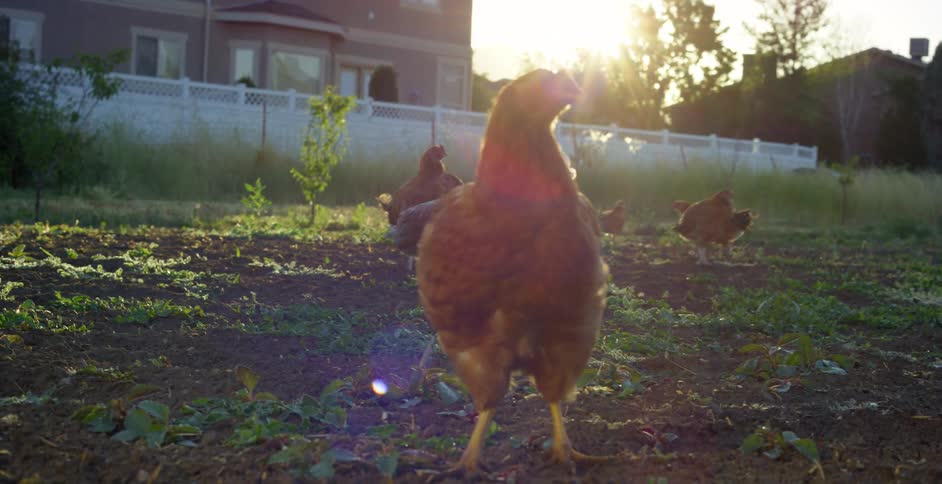 A chicken running in a rural field on a sunny day