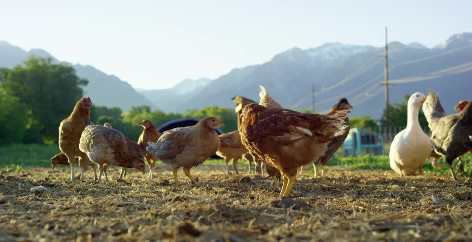 A flock of chickens and ducks scratch on the ground in an free range fenced area