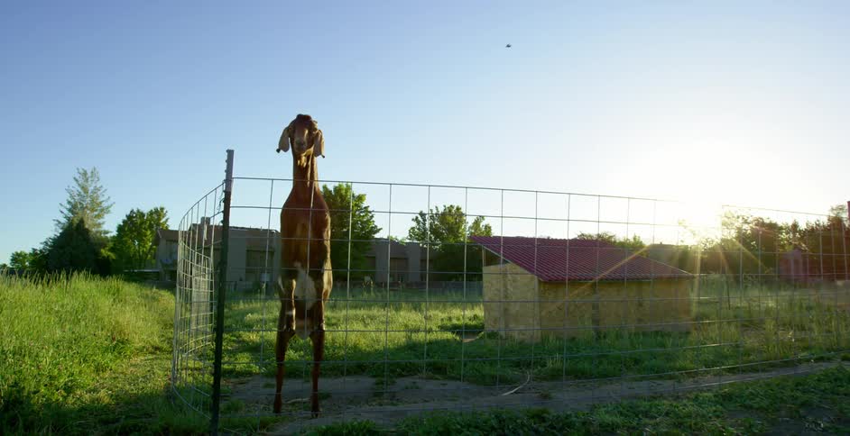 A goat on a farm enclosed in a fence