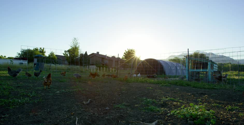 A dozen chickens and hens graze on a farm location behind houses