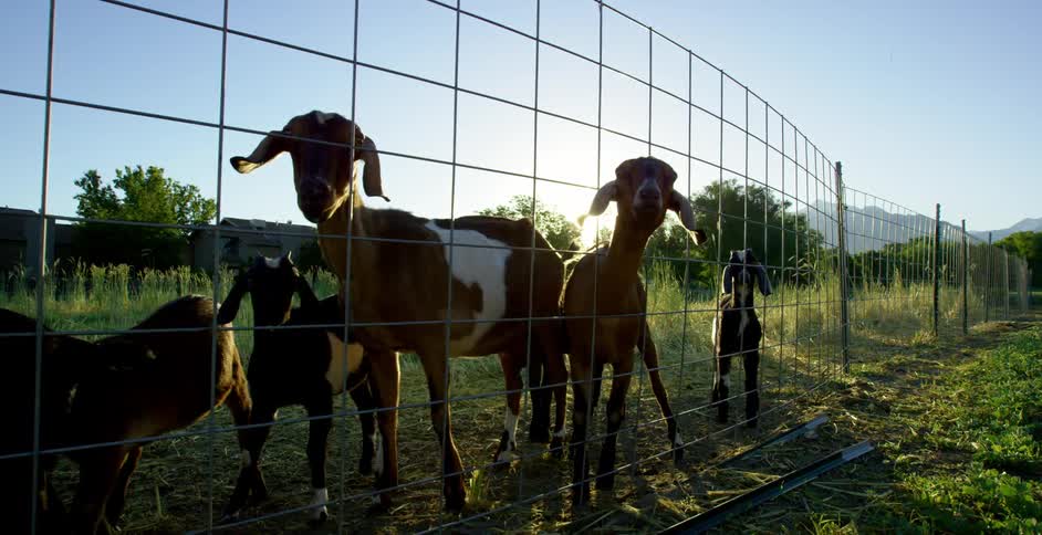 The sun shining behind goats on a rural farm