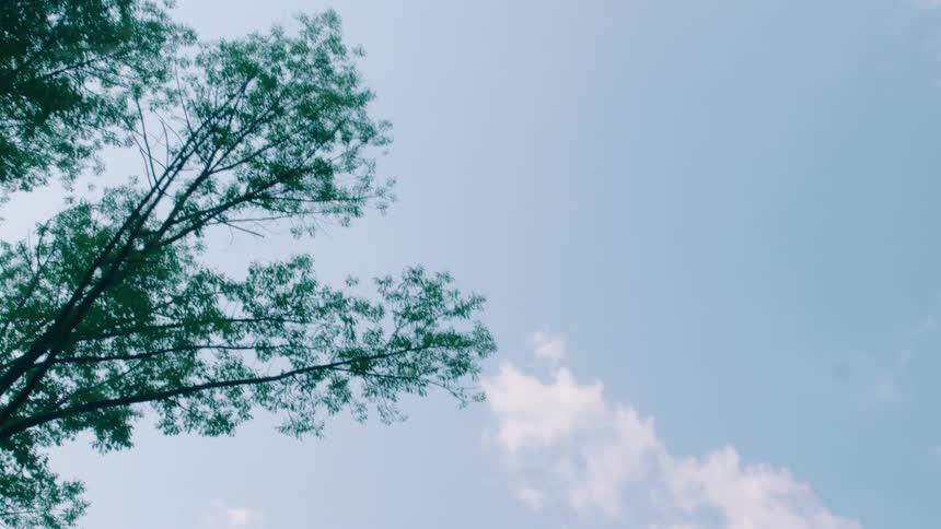 View of some trees passing in a clear sky