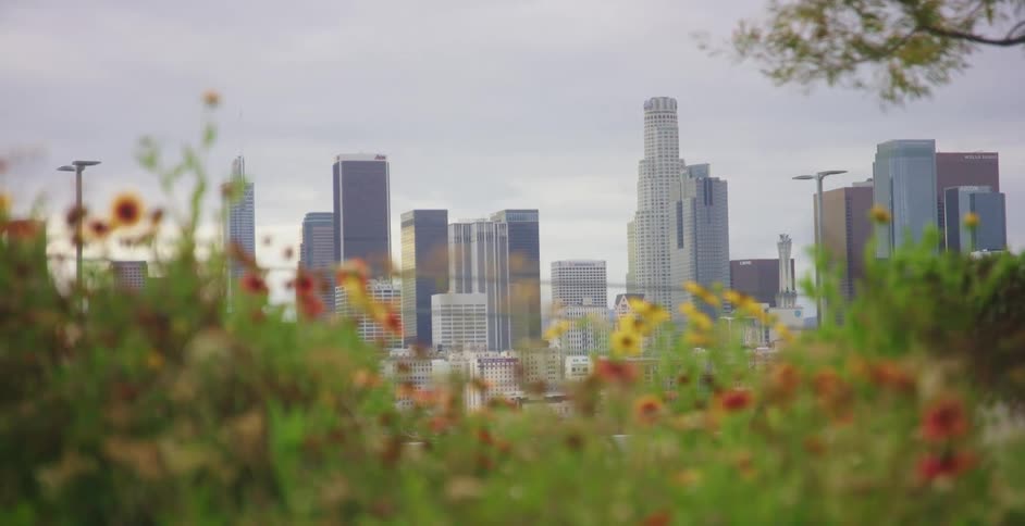 City skyline viewed from a field of red and yellow wild flowers