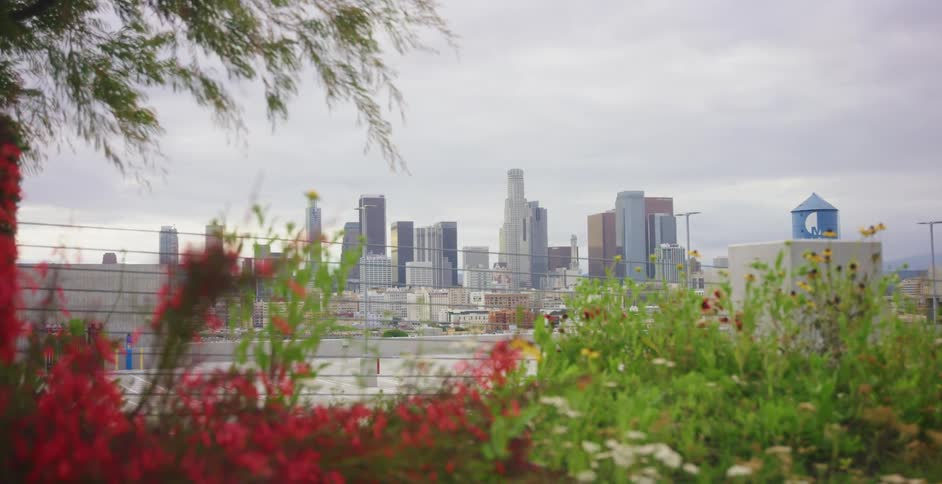 Plants flowers and a tree in the foreground with the city skyline and the sky in the background