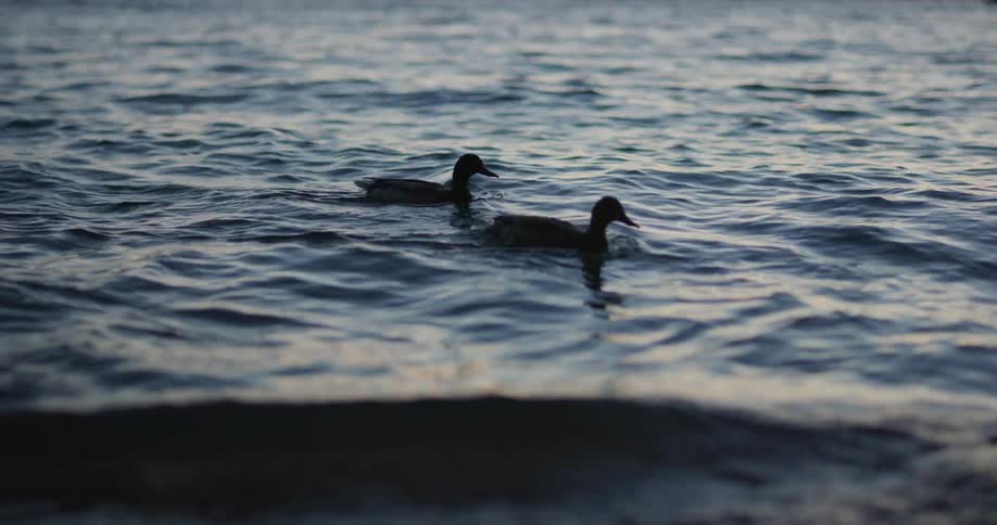 Two ducks are swimming in the water