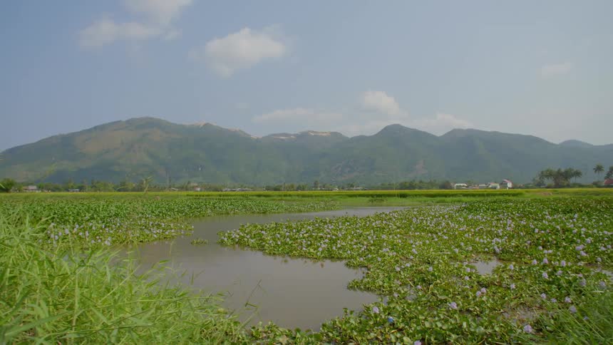 Vegetation growing atop the waters of a marsh under a sunny sky