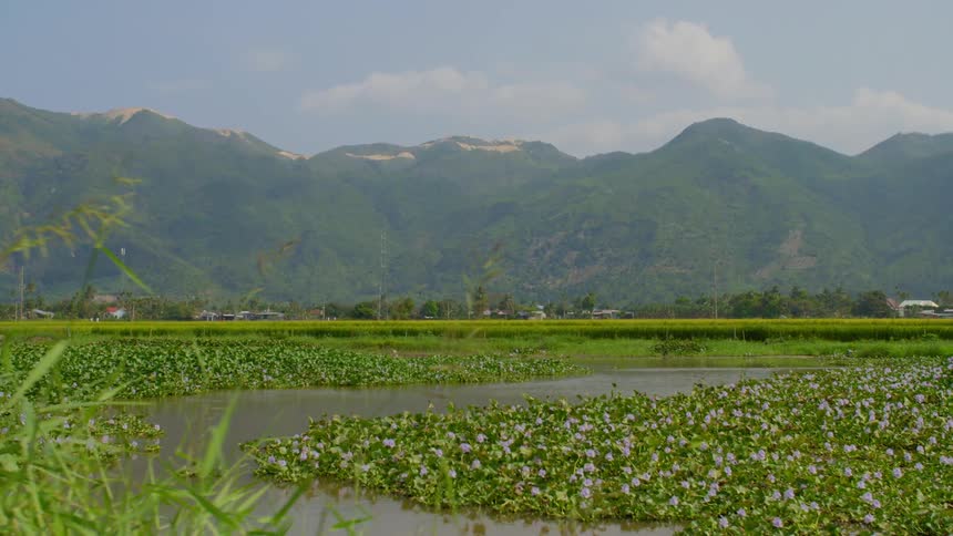 A wetland with plants with a mountain range the sky and clouds in the background