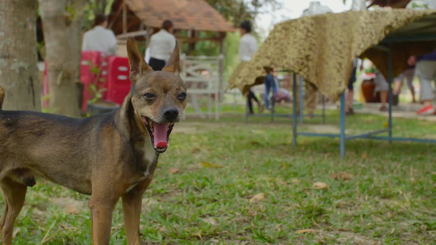 A small dog yawns as it stands on the outskirts of a gathering of people outdoors during the day