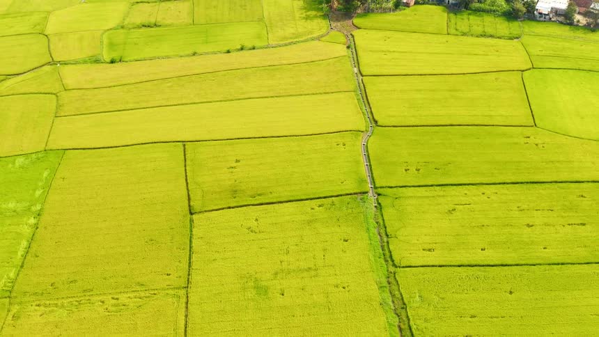 Green crops grow in fields around a farmstead