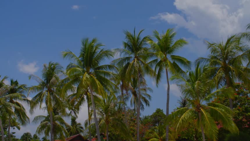 Palm trees and plants with flowers with houses the sky and clouds in the background