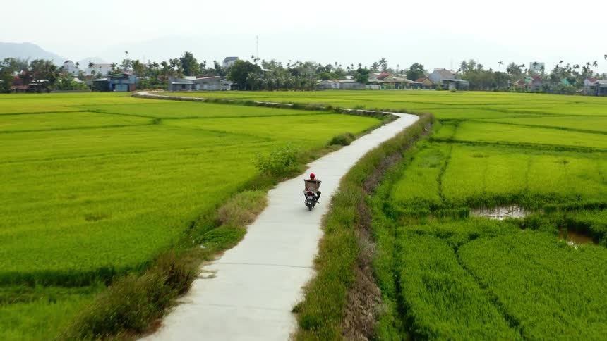 A person with a helmet riding a motorcycle next to rice patties with houses and trees in the background