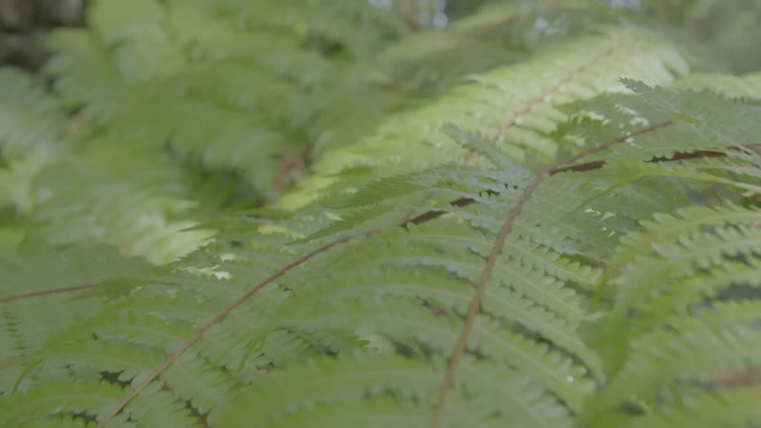 Close up of green fern leaves outdoors at day