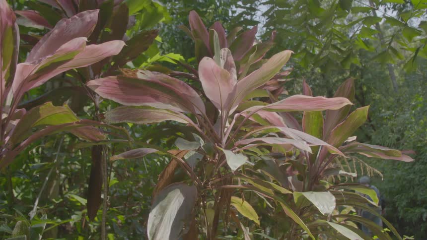 A plant with purple tinted leaves in a woodland on a sunny day