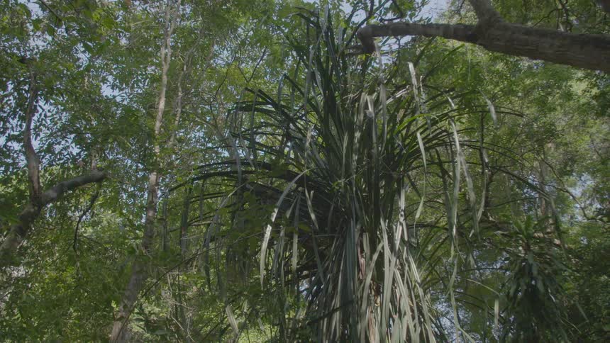 Trees in a forest area in the daytime