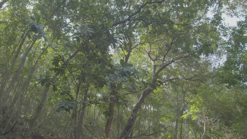 Trees with green leaves sit in the forest