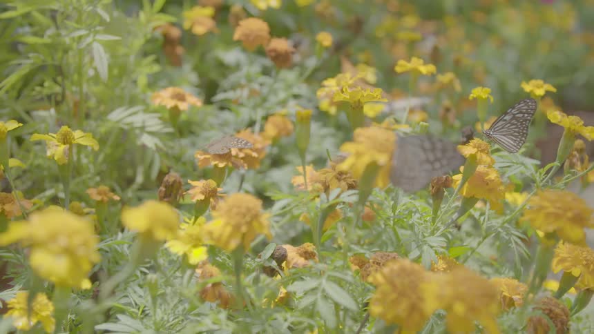 A meadow with flowers and butterflies