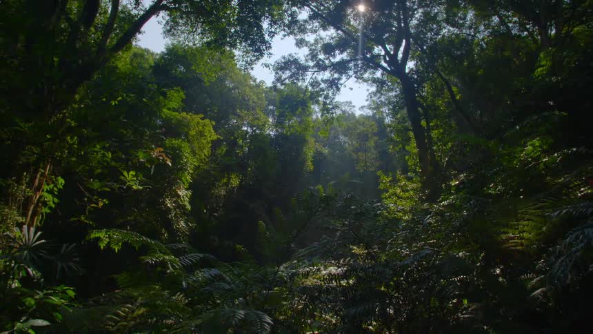 The sun shining down on trees in a forest