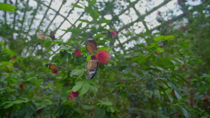 Butterflies fluttering around flower bushes in the summer