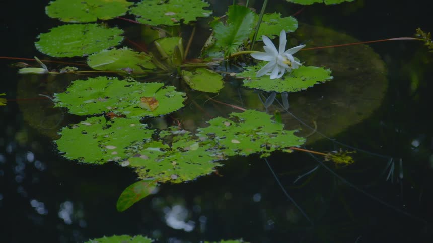 Green lily pads floating on the calm surface of a pond
