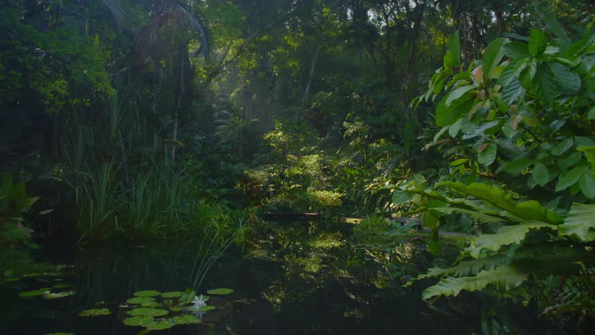 A pond surrounded by lush green vegetation in a jungle