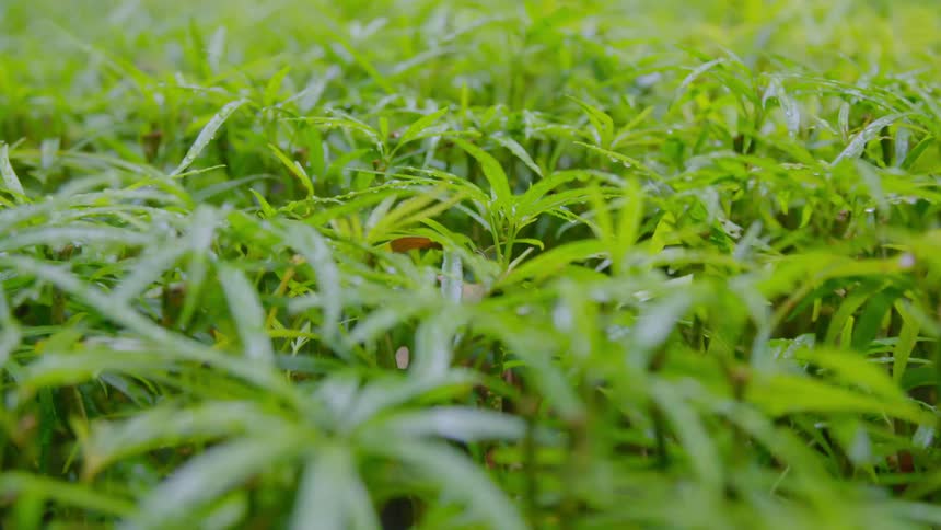 A closeup view of a grassland area is displayed