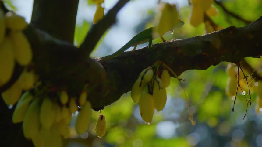 Fruit is hanging off of a tree