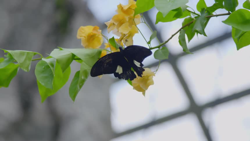 A butterfly is sitting on a flower