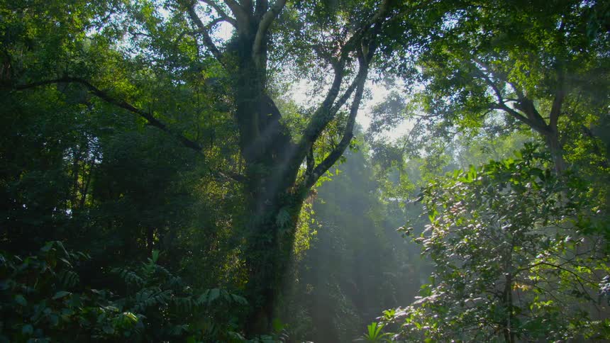 Sunlight filters through the canopy on a grove in the forest
