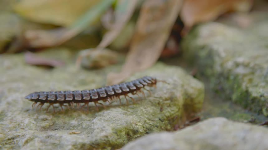 Centipede walking over the rocks and leaves on the floor outdoors