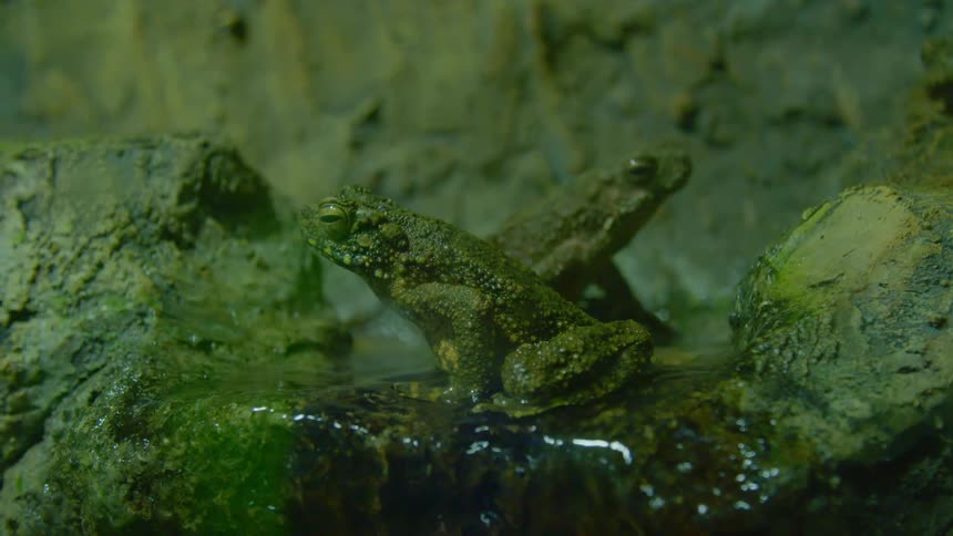 A frog is sitting on a rock next to a stream