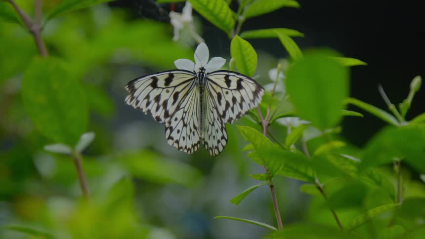 A butterfly is landed on a plant