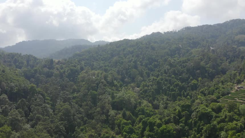 An aerial view of a forest is displayed