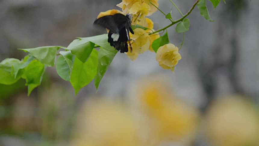 A butterfly is on a flower outdoors