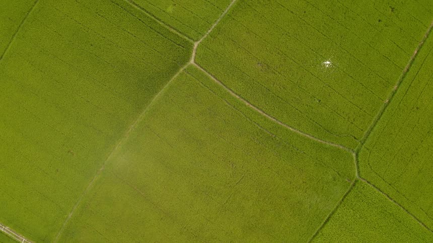 A flashlight is shined from above onto a vast farm field