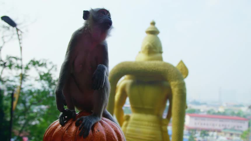 Monkey sitting in front of a statue near a temple in malaysia