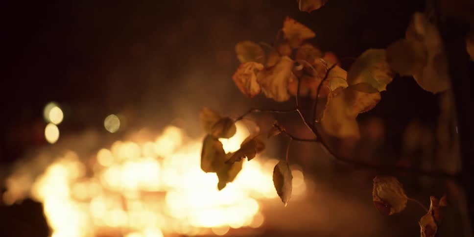 A plant in front of a burning fire