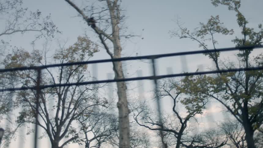 Trees stand behind an iron fence