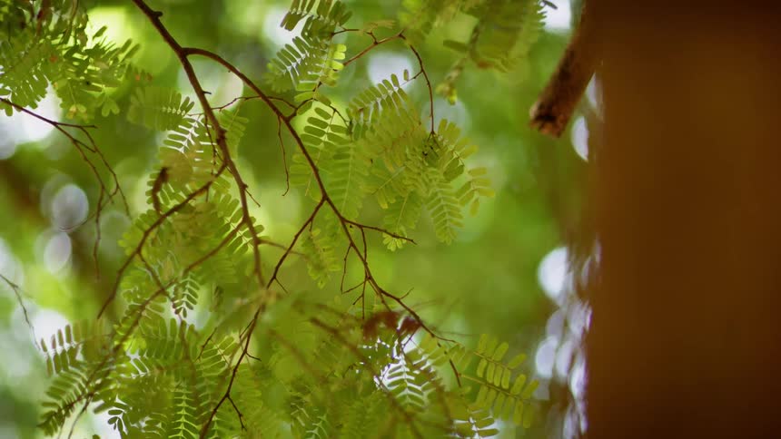 A closeup view of trees is displayed in spring