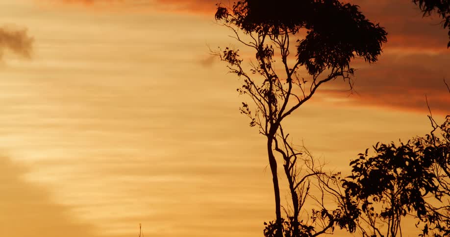 The silhouettes of vegetation on a hill at sunset