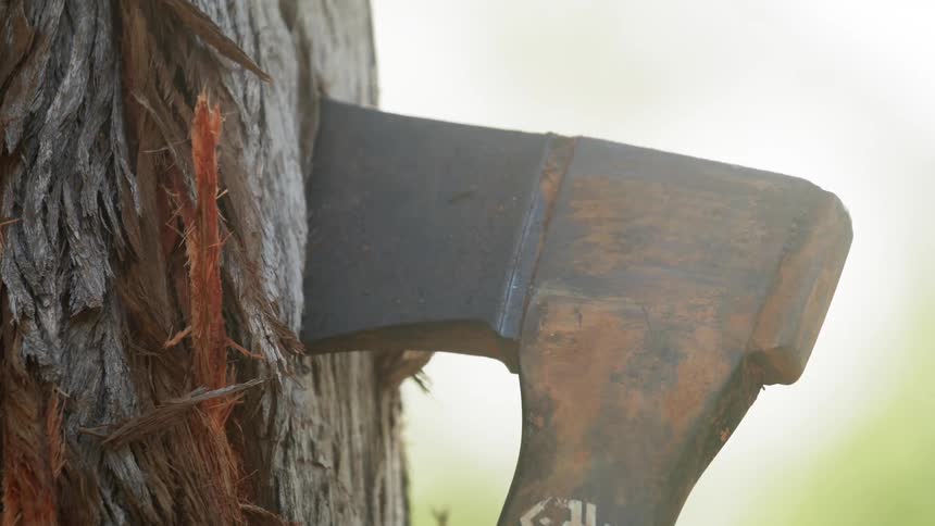 A person swings a rusted ax repeating into the side of a tree