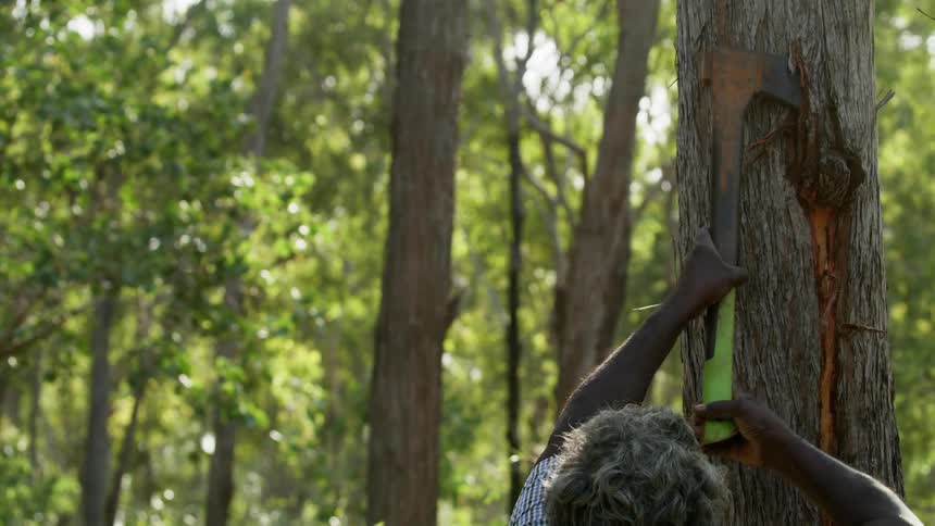 A man uses a rusted ax to peel tree bark off a tree in a dense forest