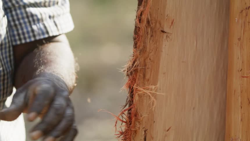A man uses his hands to remove a section of cut tree bark