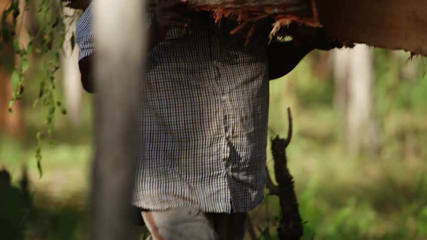 A man walking through the forest carries a large piece of tree bark over his head