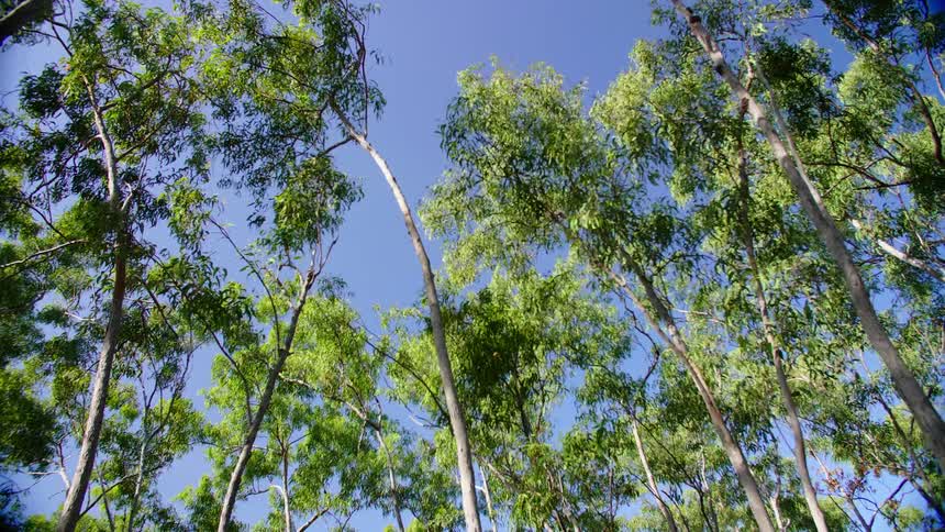 The tall thin trees of a woodland sway in the wind on a sunny day