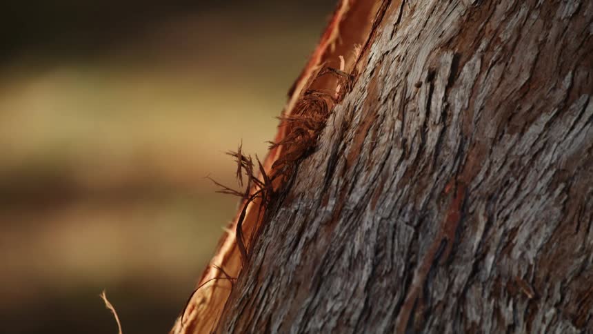 Close up of tree bark