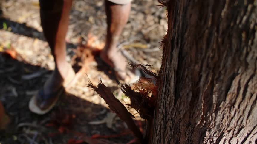 Person wearing flip flops chops bark from tree using ax