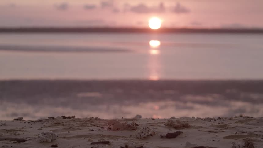 Fallen leaves dot the sand of a beach at sunrise