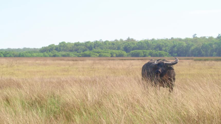 A buffalo stands alone in vast field of swaying grass on a sunny day